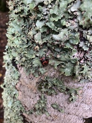 Brontocoris nigrolimbatus