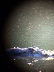 Melanosuchus niger