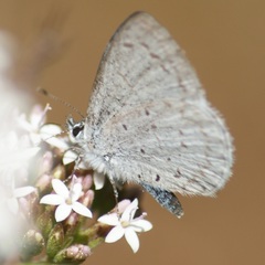 Celastrina echo cinerea