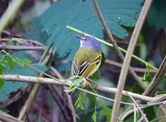 Poecilotriccus sylvia