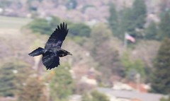 Corvus corax