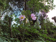 Dahlia imperialis