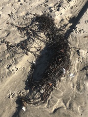 Macrocystis pyrifera