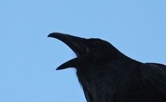 Corvus corax