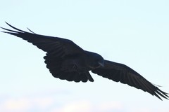 Corvus corax