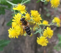 Helophilus eristaloidea