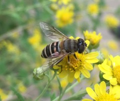 Eristalis cerealis