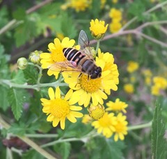 Eristalis cerealis