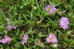 Disphyma australe australe