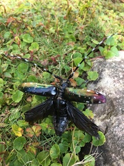 Anoplophora albopicta