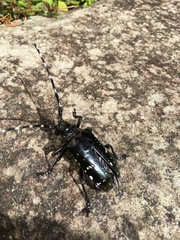 Anoplophora albopicta