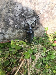 Anoplophora albopicta