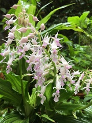Calanthe puberula