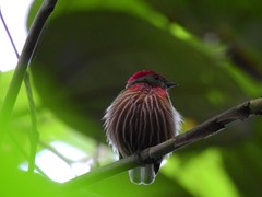 Machaeropterus striolatus