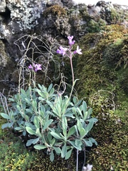 Boechera breweri shastaensis