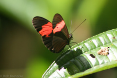 Heliconius erato adana
