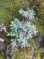 Boechera breweri shastaensis