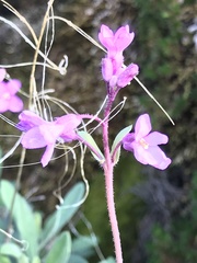Boechera breweri shastaensis