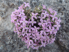 Houstonia rubra