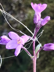 Boechera breweri shastaensis