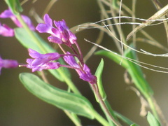 Boechera breweri shastaensis