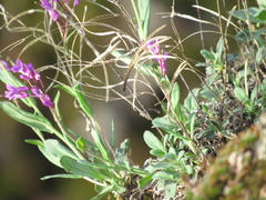 Boechera breweri shastaensis