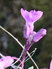 Boechera breweri shastaensis