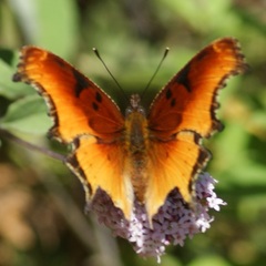 Polygonia haroldii
