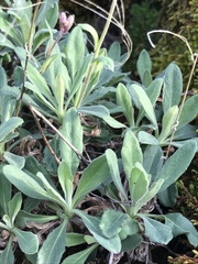 Boechera breweri shastaensis