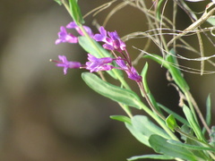 Boechera breweri shastaensis