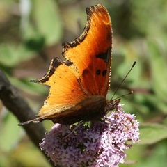 Polygonia haroldii