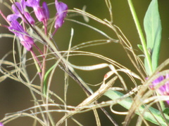 Boechera breweri shastaensis