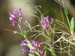 Boechera breweri shastaensis