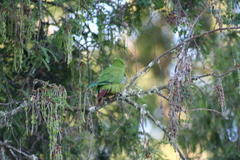 Enicognathus leptorhynchus