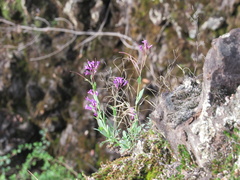 Boechera breweri shastaensis