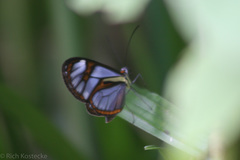Ithomia agnosia pellucida