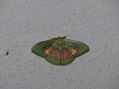 Pyrochlora rhanis