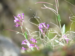 Boechera breweri shastaensis