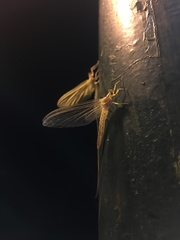 Ephemera orientalis