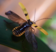 Chauliognathus missionum