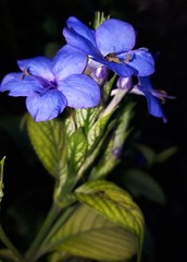 Eranthemum