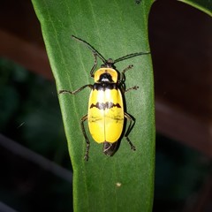 Chauliognathus missionum