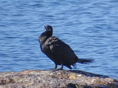 Nannopterum brasilianum brasilianum