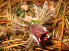 Pulsatilla cernua