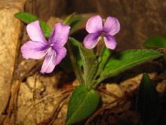 Viola mandshurica