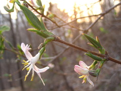 Lonicera harae