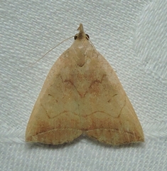 Simplicia armatalis