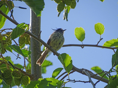 Anairetes parulus parulus