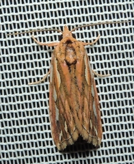 Meyrickella torquesauria