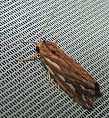 Meyrickella torquesauria